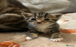 British Shorthair cats for sale: 5 beautiful kittens available from 18th December  - Advert 4