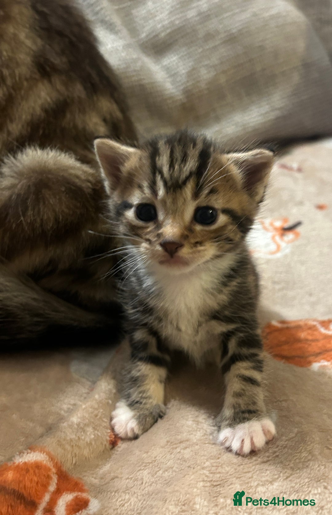 British Shorthair cats for sale: 5 beautiful kittens available from 18th December  - Advert 4