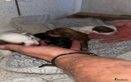 Shih Tzu dogs for sale: Imperial Shih Tzu puppies 2 girls 2 boys - Image 2