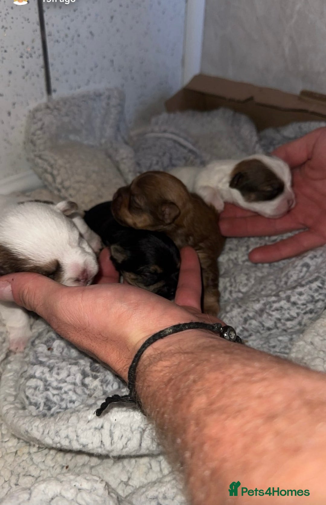 Shih Tzu dogs for sale: Imperial Shih Tzu puppies 2 girls 2 boys - Image 2