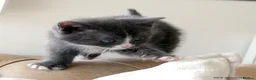 Mixed Breed cats for sale: Gorgeous Rag Doll/Maine Coon/Russian Blue X - Advert 21