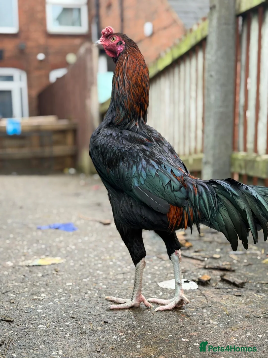 Hens poultry for sale: O shamo, shamo, Pakistani aseel and miwali   - Advert 34