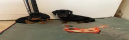 Jackshund dogs for sale:  Daxie Jack pups - Advert 5