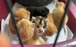 Mixed Breed cats for sale: Kittens for sale - Image 7