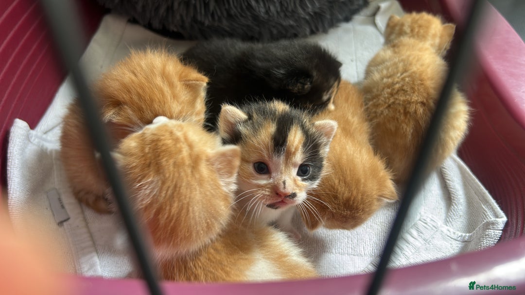 Mixed Breed cats for sale: Kittens for sale - Image 7