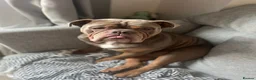 Olde English Bulldogge dogs for stud: Proven Olde English bulldogge for stud  - Advert 6