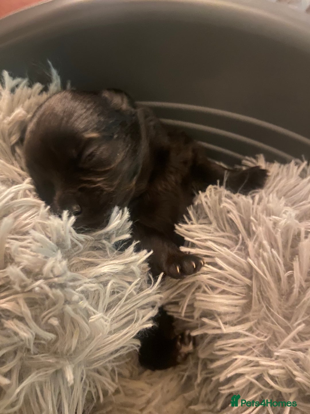 Pomeranian dogs for sale: Black Pomeranian puppies  - Advert 9