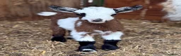 Goats livestock for sale: Kaleb and Jeremy  - Advert 5