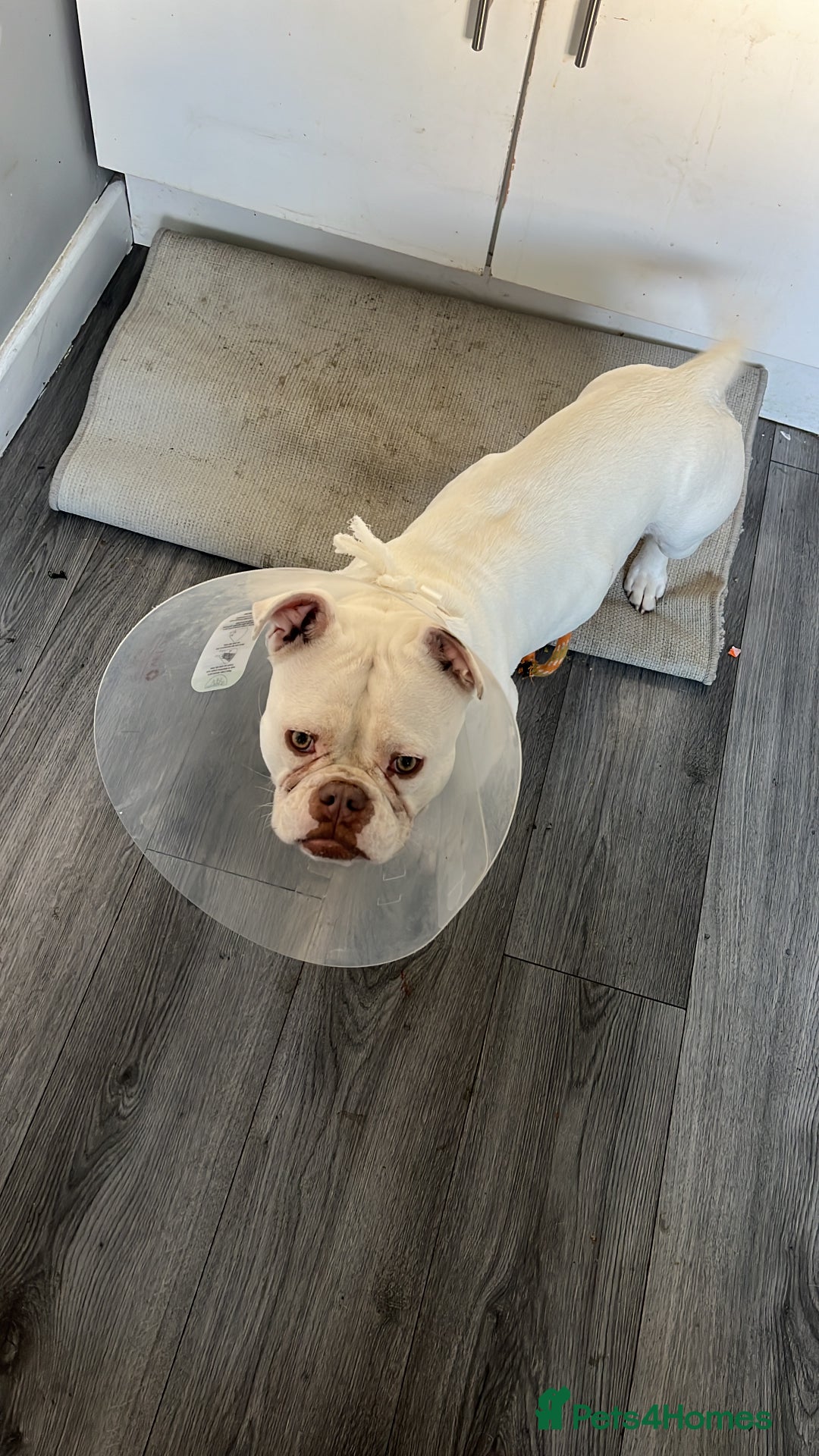 American Bully dogs for sale: For sale  - Advert 4