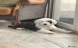 Old English Sheepdog dogs for sale: Kc old English sheep dog puppies  - Image 14