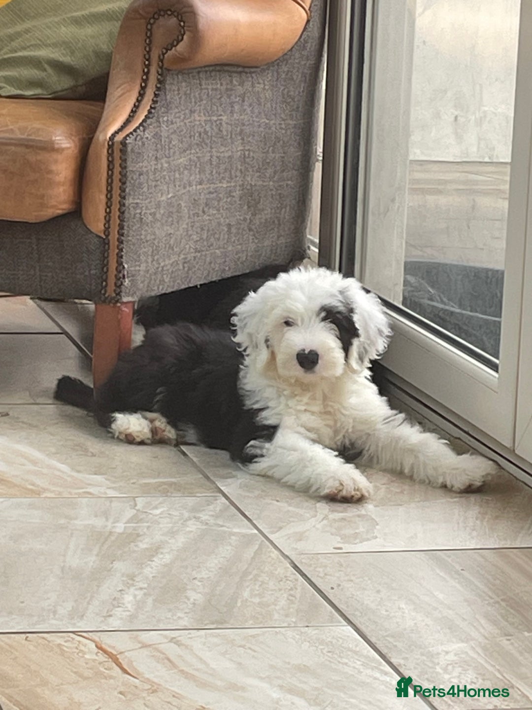Old English Sheepdog dogs for sale: Kc old English sheep dog puppies  - Image 14