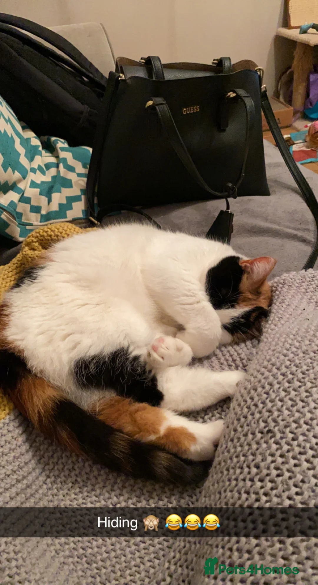 Mixed Breed cats for sale: Beautiful female cat  - Advert 2