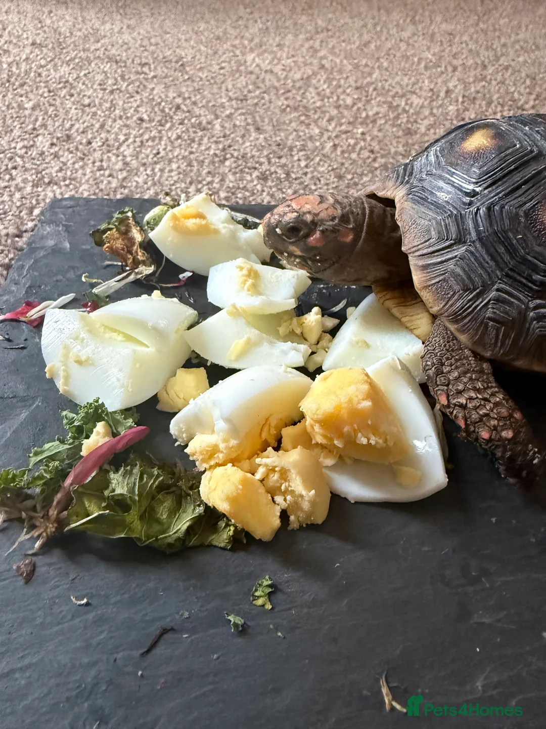 Tortoise reptiles for sale: Red foot tortoise  - Advert 12