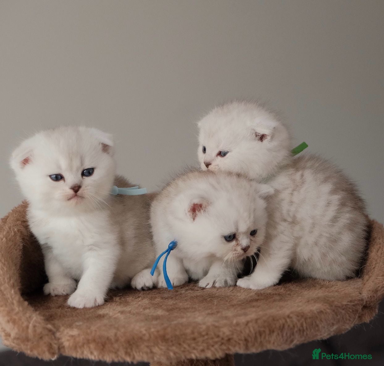 Scottish Fold cats Scottish Fold & Straight Kittens - Advert 7