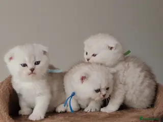 Scottish Fold cats Scottish Fold & Straight Kittens - Advert 7