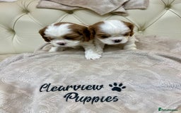 Cavalier King Charles Spaniel dogs for sale: Champion Sired KC Reg Cavalier King Charles  - Image 8