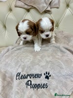 Cavalier King Charles Spaniel dogs - Advert 11