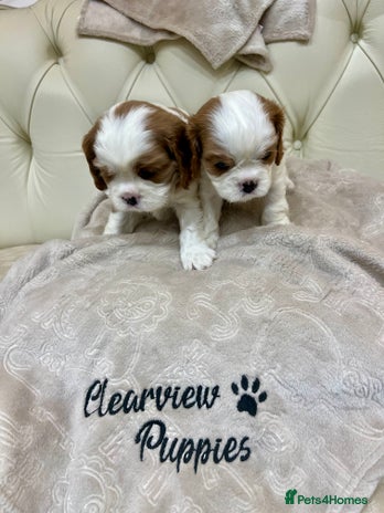 Cavalier King Charles Spaniel dogs - Advert 4
