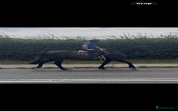 British Warmblood horses for sale: Fudge the yard favourite  - Image 7
