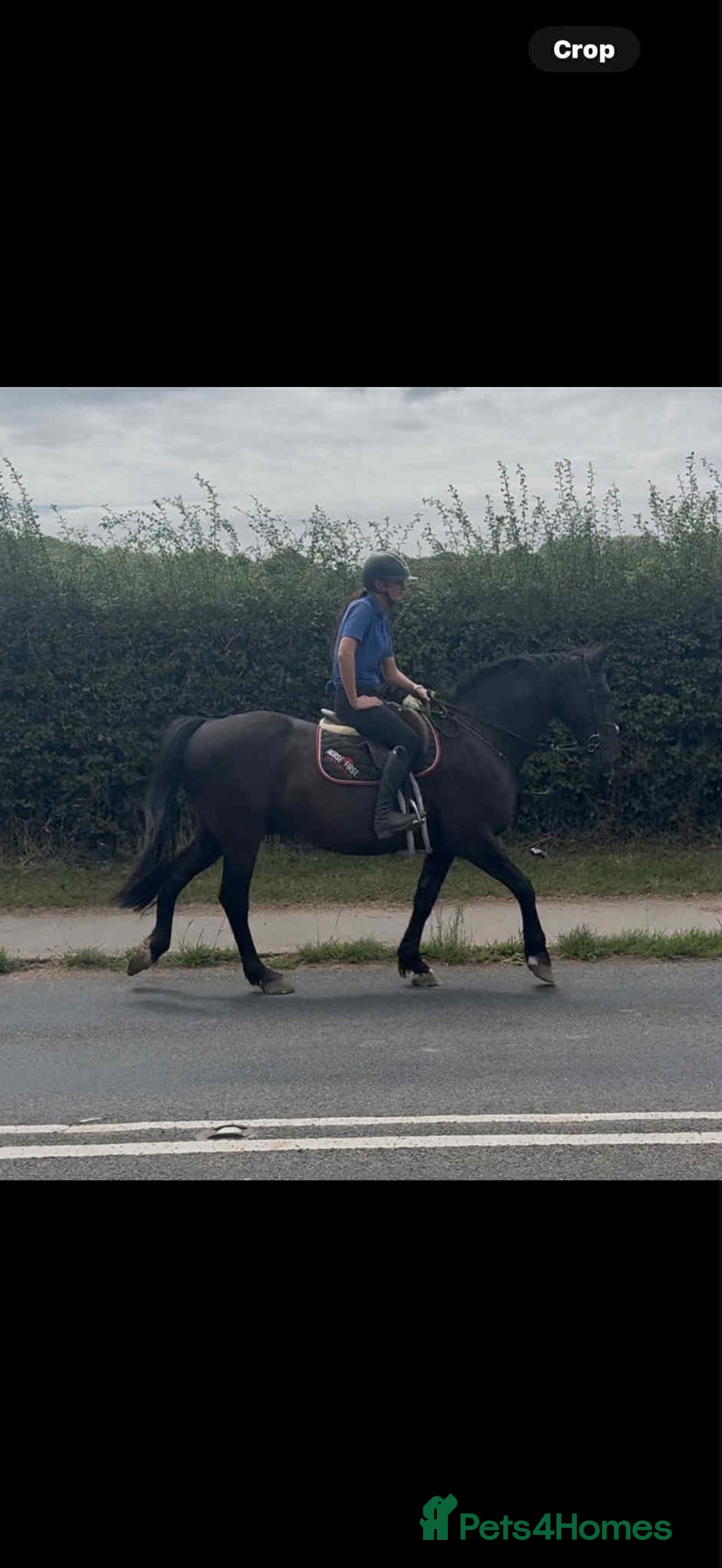 British Warmblood horses for sale: Fudge the yard favourite  - Image 7