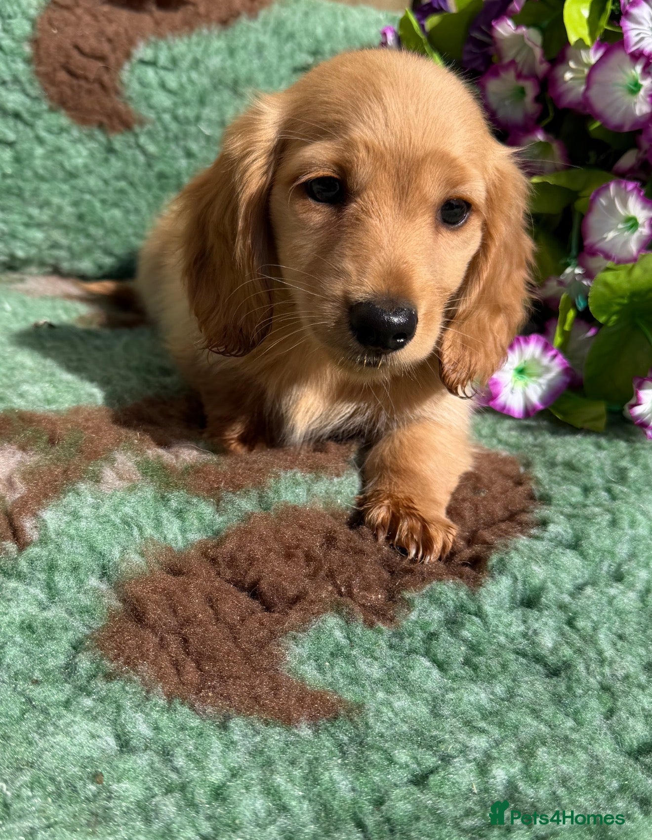 Miniature Dachshund dogs 🧡💛Stunning Longhaired Dachshund Puppies💛🧡 - Advert 8