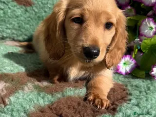 Miniature Dachshund dogs 🧡💛Stunning Longhaired Dachshund Puppies💛🧡 - Advert 8