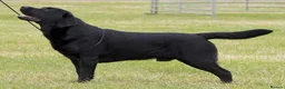 Labrador Retriever dogs for sale: CHUNKY SHOW TYPE BLACK KC REG LABRADOR PUPPIES - Advert 3