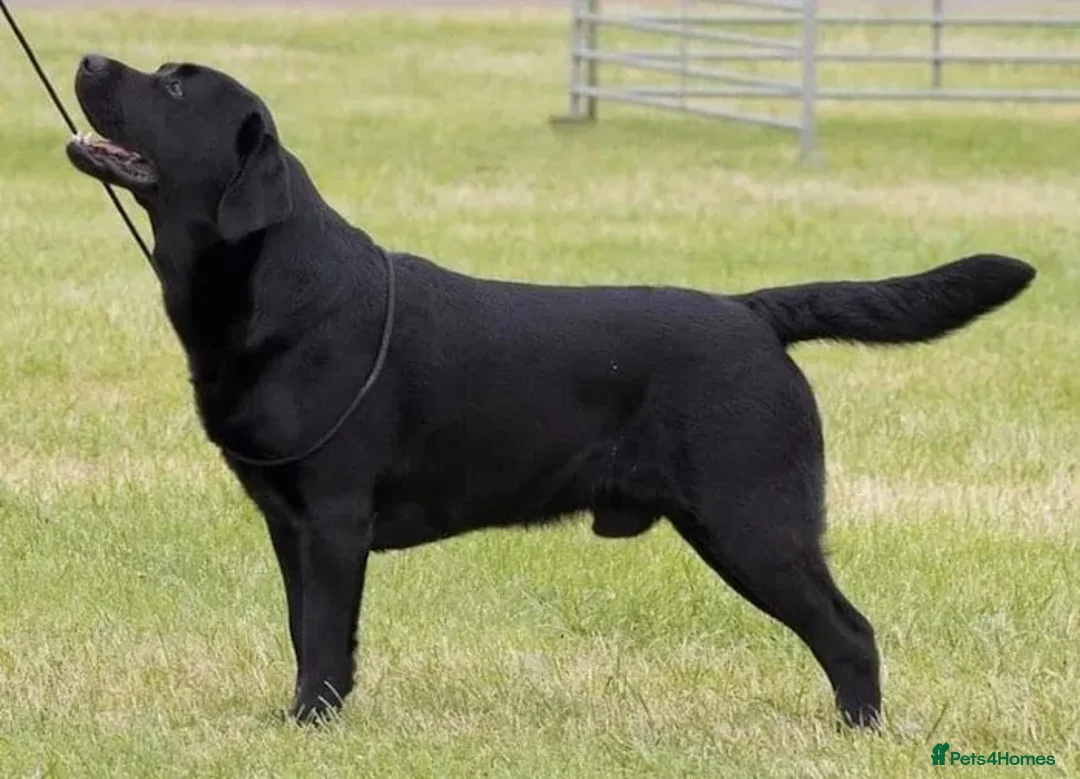 Labrador Retriever dogs for sale: CHUNKY SHOW TYPE BLACK KC REG LABRADOR PUPPIES - Advert 3
