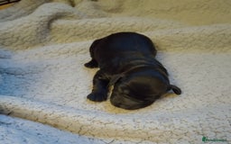 Cockapoo dogs for sale: 5 beautiful cockapoo’s  - Image 8