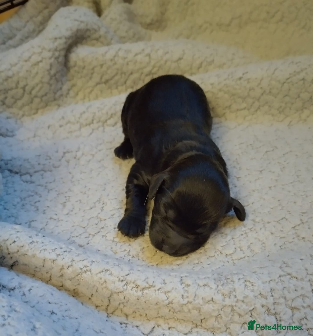 Cockapoo dogs for sale: 5 beautiful cockapoo’s  - Image 8