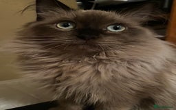 Ragdoll cats for sale: 8 week old ragdoll kittens ready to go now  - Image 11