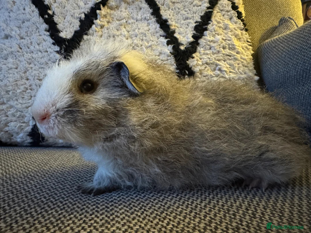 Guinea Pig rodents for sale: Gorgeous little boy piggie - Advert 8