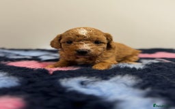 Cavapoo dogs for sale: 7 beautiful cavapoos  - Image 2