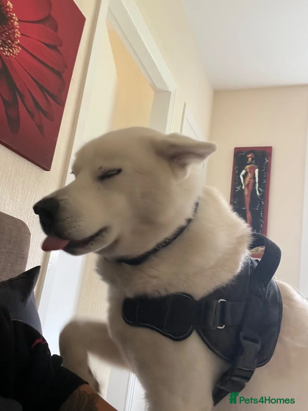 Siberian Husky dogs for stud: Looking to stud my beautiful man out  in Brechin - Advert 5