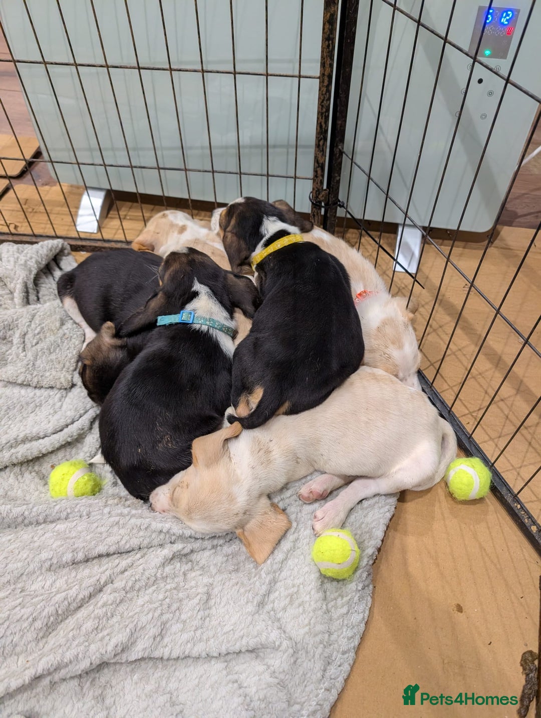 Beagle dogs for stud: STUD PROVEN AND HEALTH TESTED BEAGLE - Advert 8