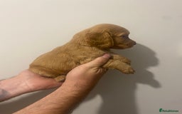 Cocker Spaniel dogs for sale: Working Cocker Spaniels - Image 2
