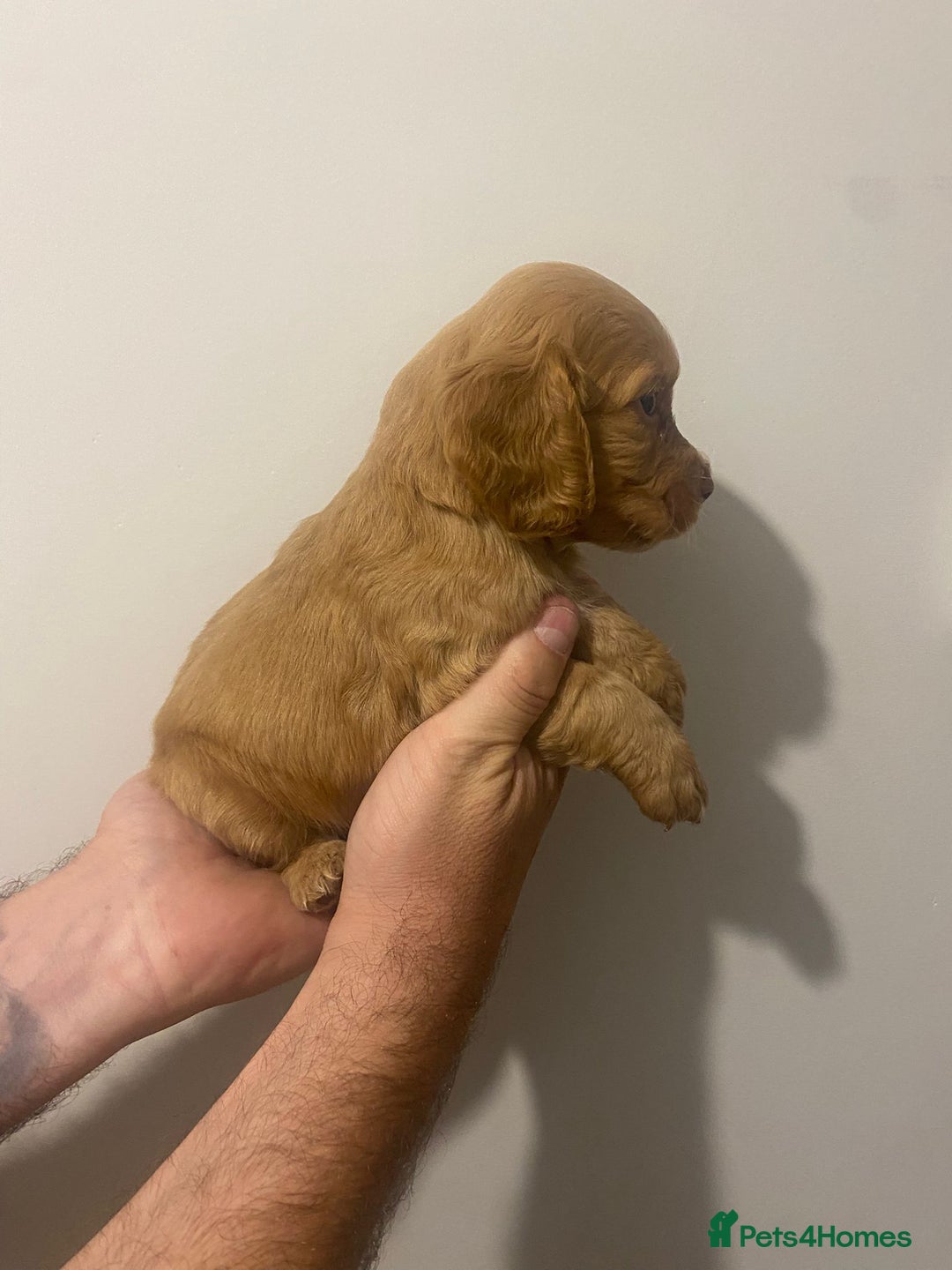 Cocker Spaniel dogs for sale: Working Cocker Spaniels - Image 2