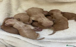 Toy Poodle dogs for stud: STUD TEDDY COCH BAILEY RED FOX ( KC REG 5TH GEN) in Stourbridge - Image 5