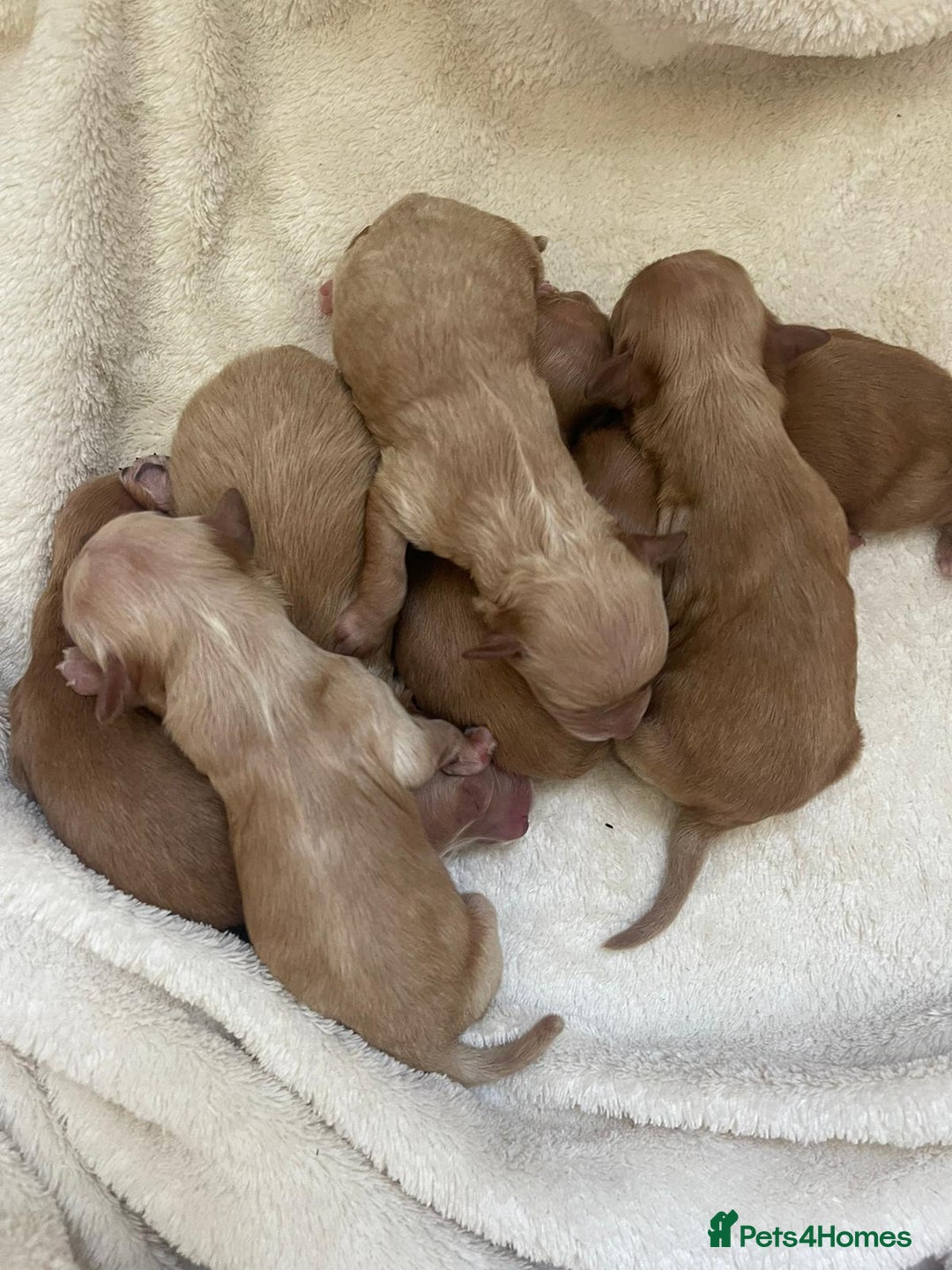 Toy Poodle dogs for stud: STUD TEDDY COCH BAILEY RED FOX ( KC REG 5TH GEN) in Stourbridge - Image 5