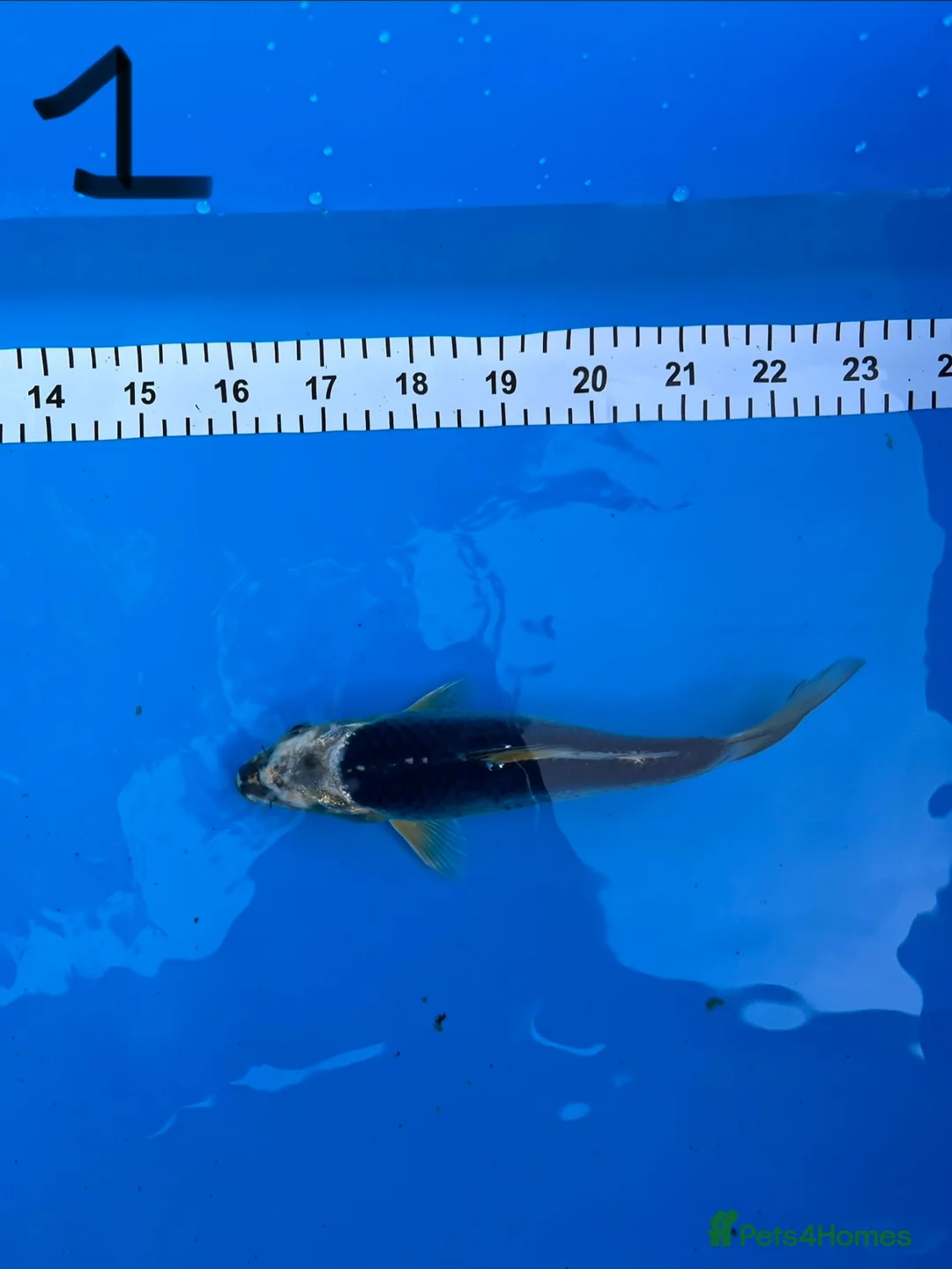 Koi Carp fish for sale: 8 Koi For Sale, 14 months old - Advert 2