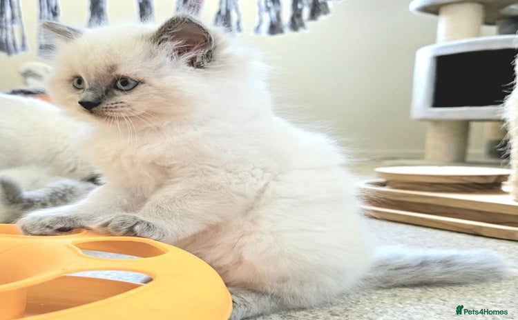 Ragdoll cats - Advert 1