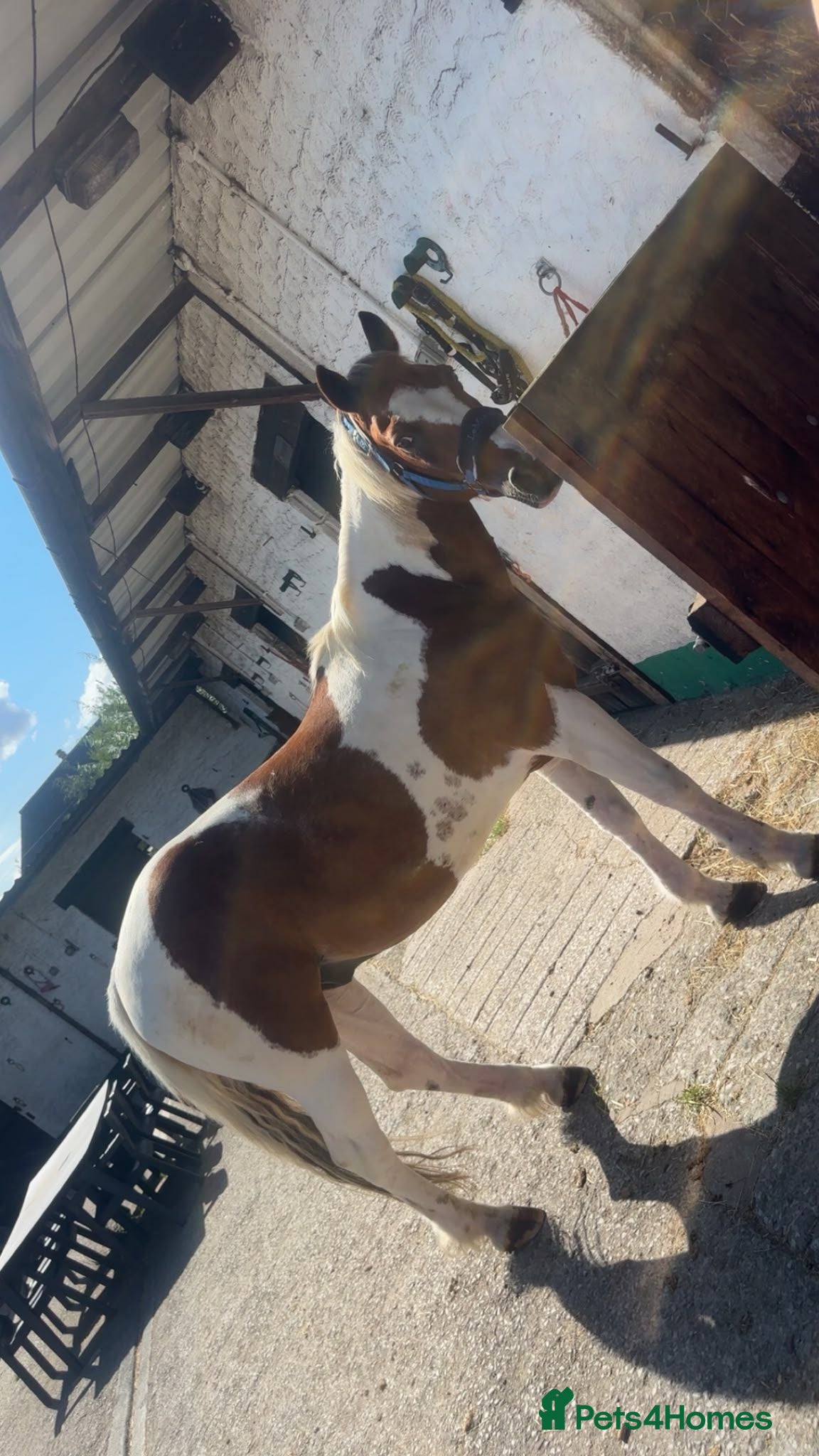 Other Breed horses Gelding 14hh  - Advert 1