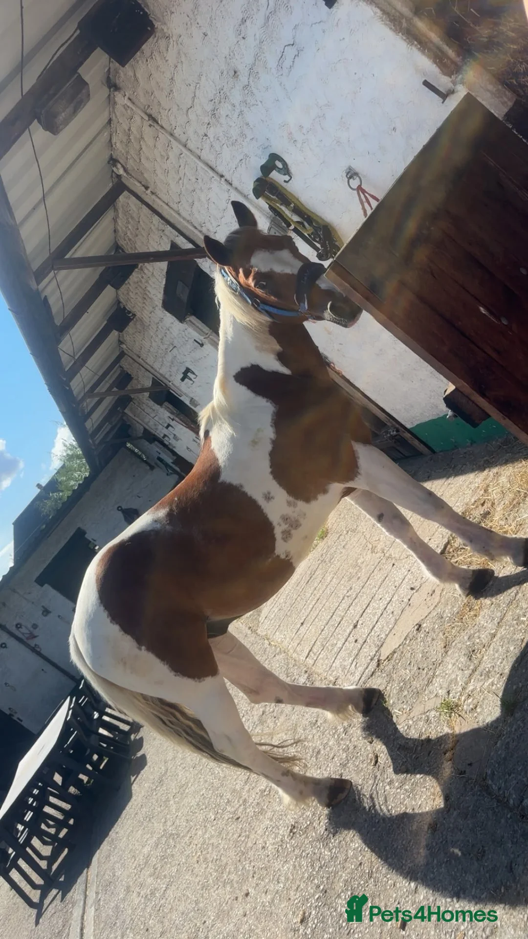 Other Breed horses for sale: Gelding 14hh  - Advert 1