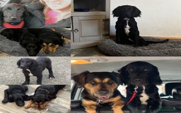 Mixed Breed dogs for sale: Black male springadore  - Image 5