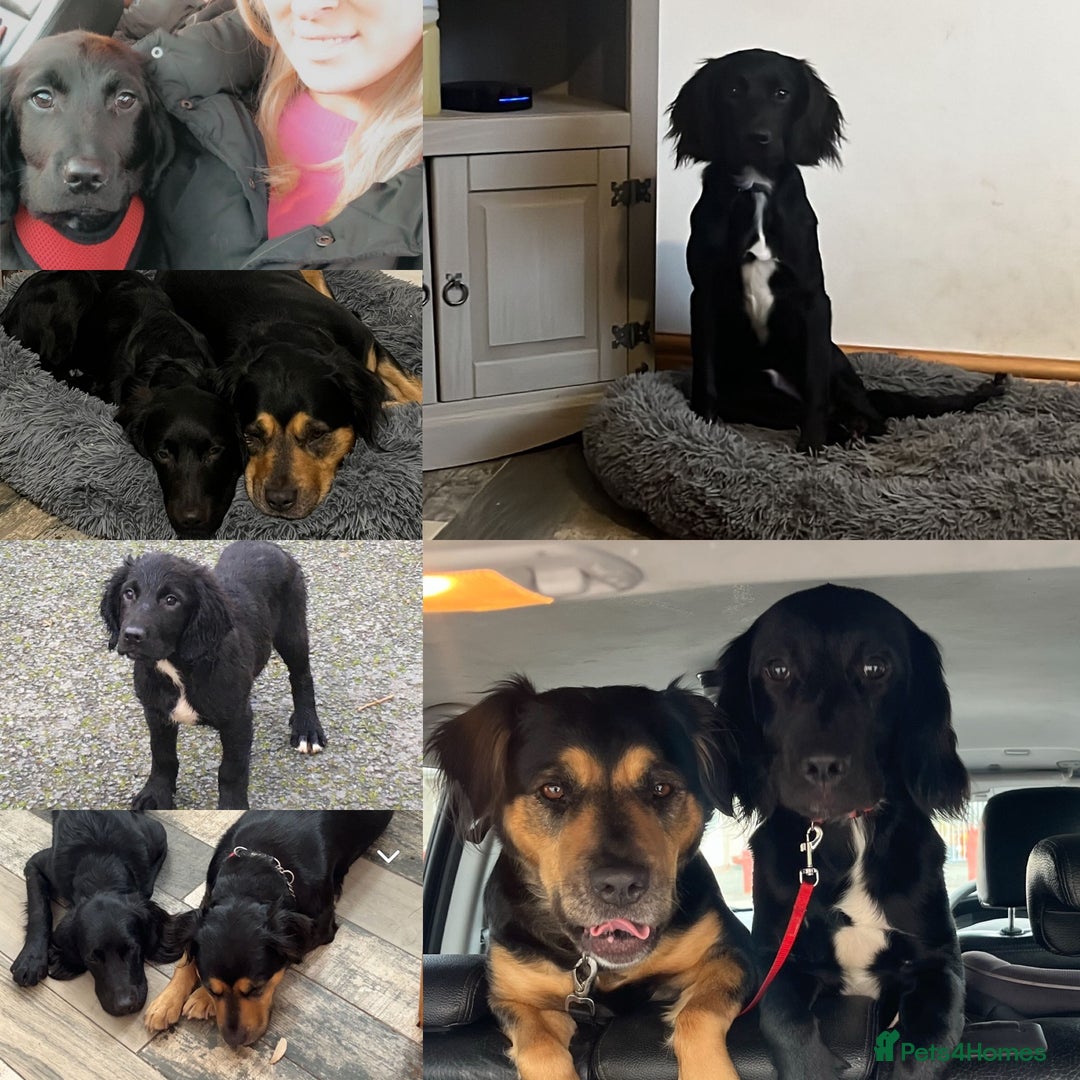 Mixed Breed dogs for sale: Black male springadore  - Image 5