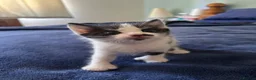 Mixed Breed cats for sale: 3 kittens for sale - 2 are rare polydactyl  - Advert 12