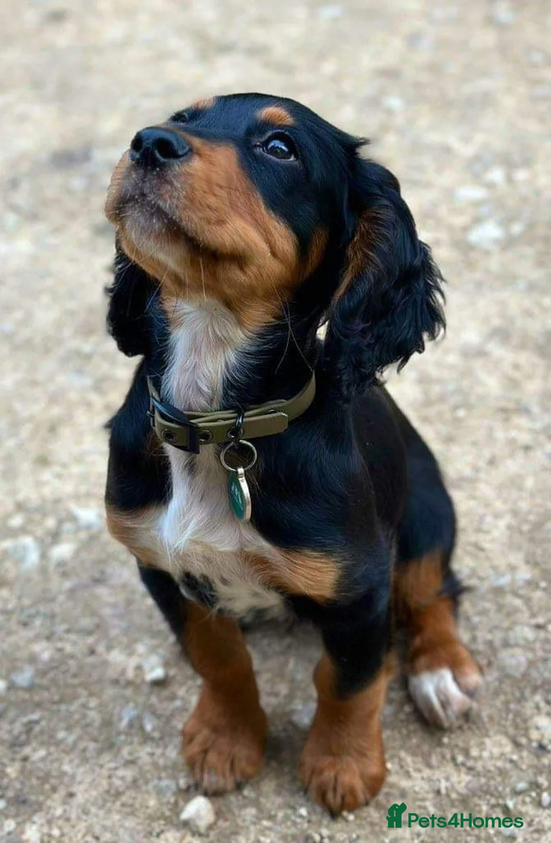 Cocker Spaniel dogs for stud: Small Health Tested KC liver and tan Cocker Stud in Harrogate - Advert 21