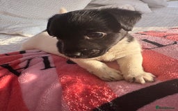 Jack Russell dogs for sale: Jack Russell boy puppy ready for his new home  - Image 2