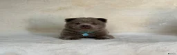 Chow Chow dogs for sale: Exotic colour pure chow chow puppies for sale  - Advert 16