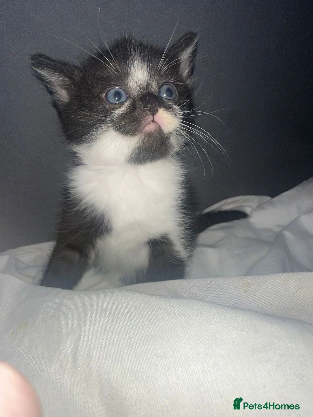 Mixed Breed cats for sale: 3 female kittens  in Chelmsford - Advert 4